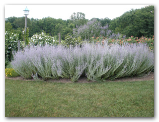Russian sage in a “Sweep”
