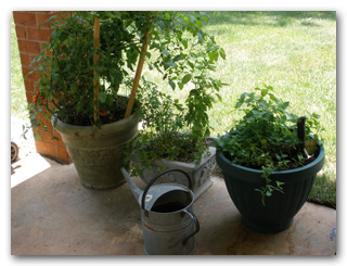 Pots of herbs and veggies outside your kitchen door
