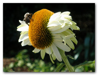 not_every_plant_is_perfect