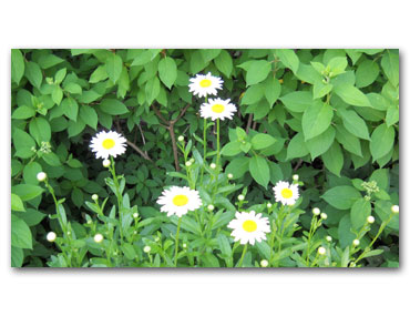 Meg's-graduation-and-North-East-Harbor-010