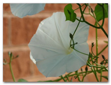 garden-pics-Sept-07-006