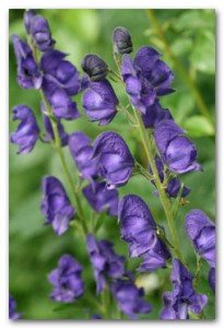 iStock_000006544739XSmall