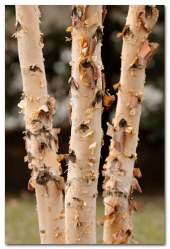 iStock_000009017841XSmall