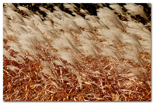 iStock_000014464048XSmall