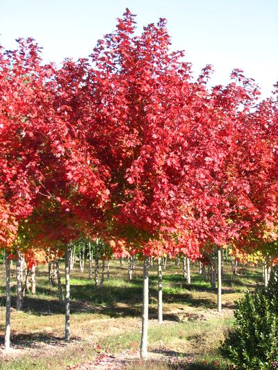 Brandywine Red Maple (Image from www.fknursery.com)