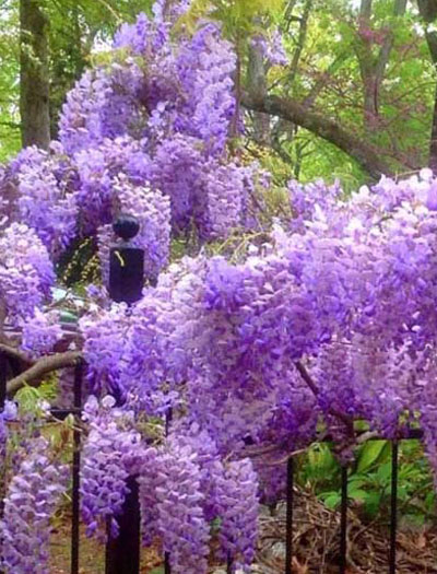 54.1_wiseria-'Amethyst'