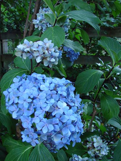 hydrangea