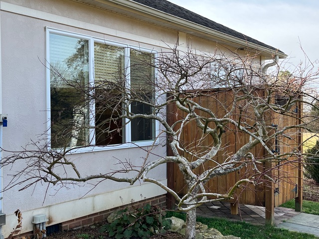 Jap maple is tough to prune