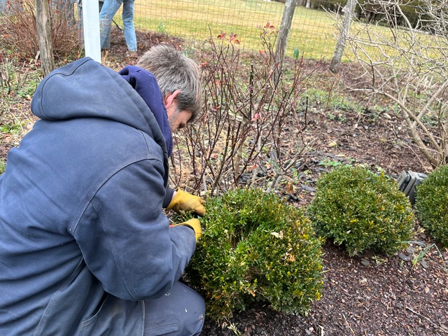 Free prune in 'pockets' clip out snips here and there