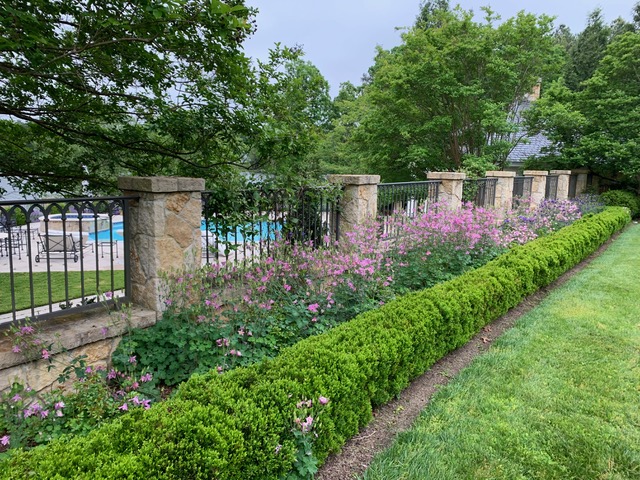 Boxwoods with holes in them are much lighter