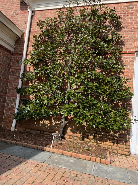 Espaliered ‘Little Gem’ magnolia