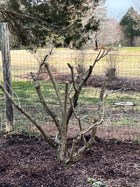 Limelight final pruning