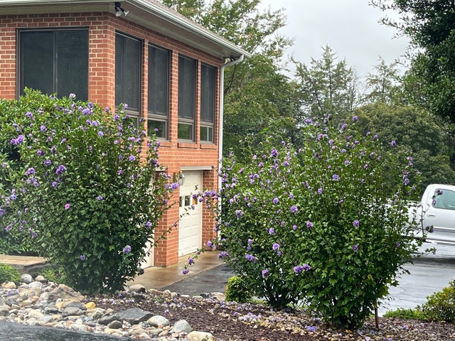 Althea pruned sort in spring. Lots of smaller blooms.