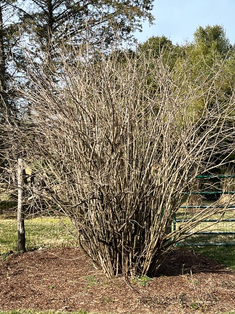 Dead (black wood in viburnum)