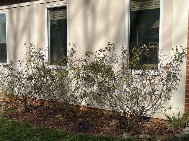 Roses before pruning