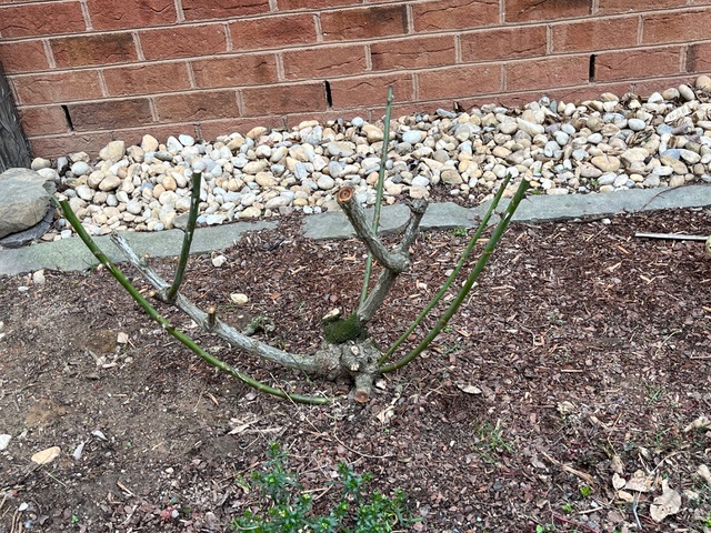 Rose pruned correctly in early spring