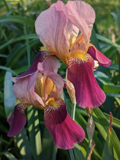 Heirloom Iris