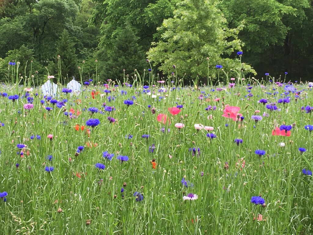 1_poppies and bachelor button*