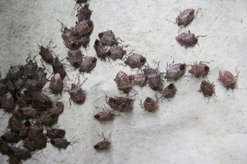 pests