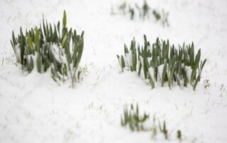 Daffodils emerging through snow in Ambleside, Lake District, UK.