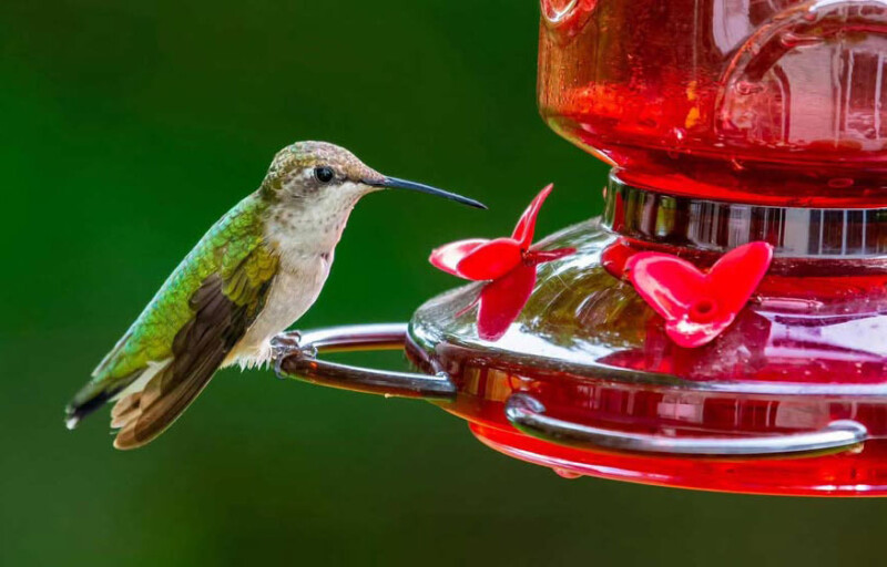 humming-bird