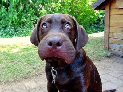 dog