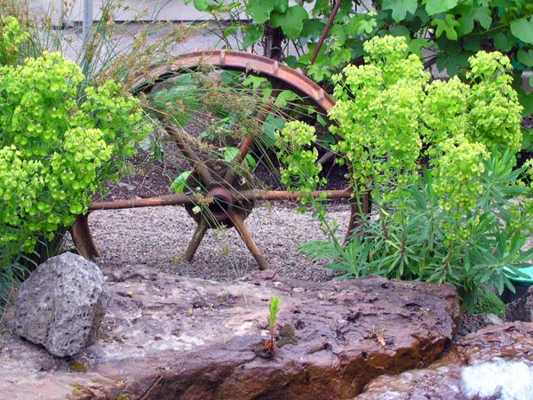 Euphorbia-Humpty-Dumpty-DSCN4702