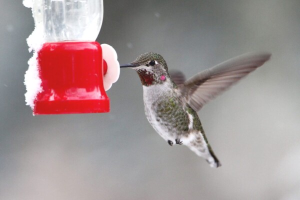 AnnasHUmmingbird-Cashen-398754561-1280x853