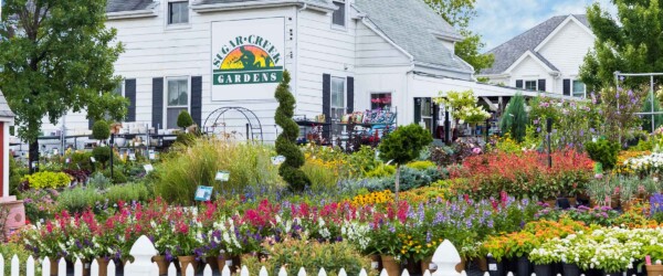Sugar-Creek-Gardens-best-annuals-St-Louis-Missouri
