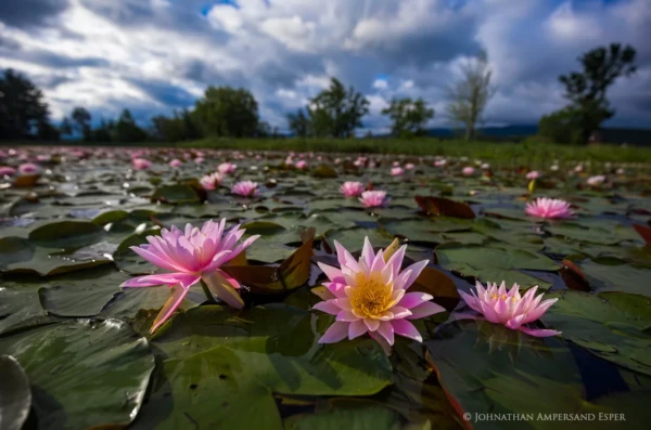 Tupper-Lake-pink-lilyu-pads-2019-fr-kayak-III_1250px